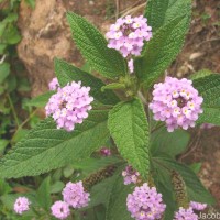 Lantana trifolia L.